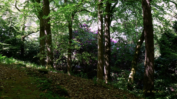Bois des Moutiers (330) Mai 2012